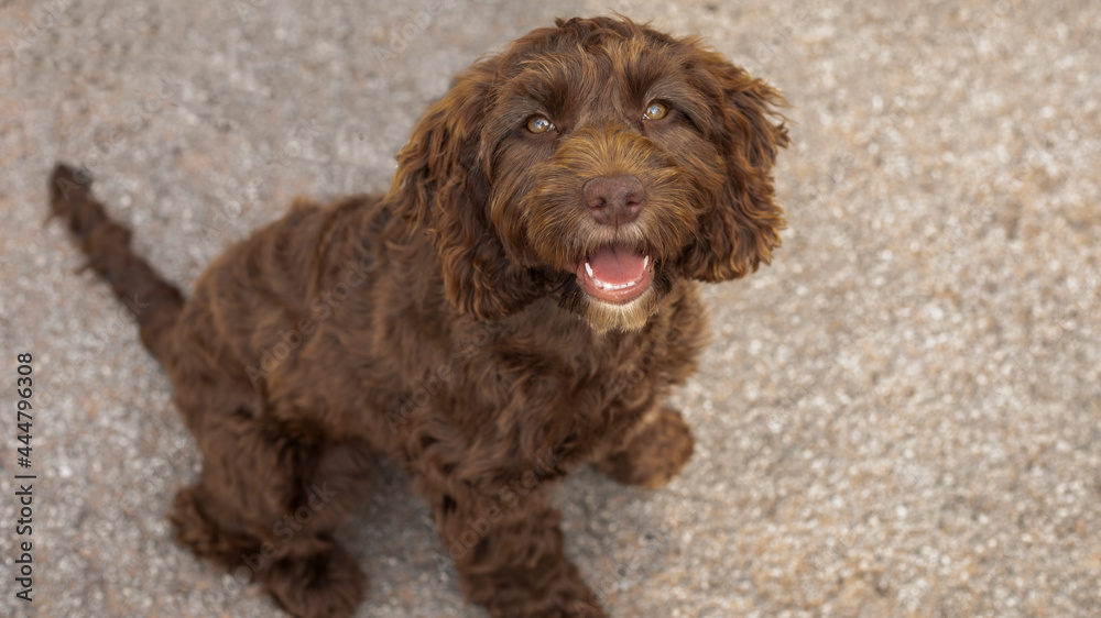 Fototapeta premium cocker poo puppy