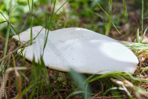 Single mushroom that grows spontaneously in the forest.