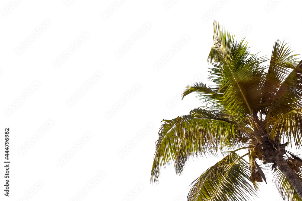 Fototapeta premium Cocotier sur fond blanc