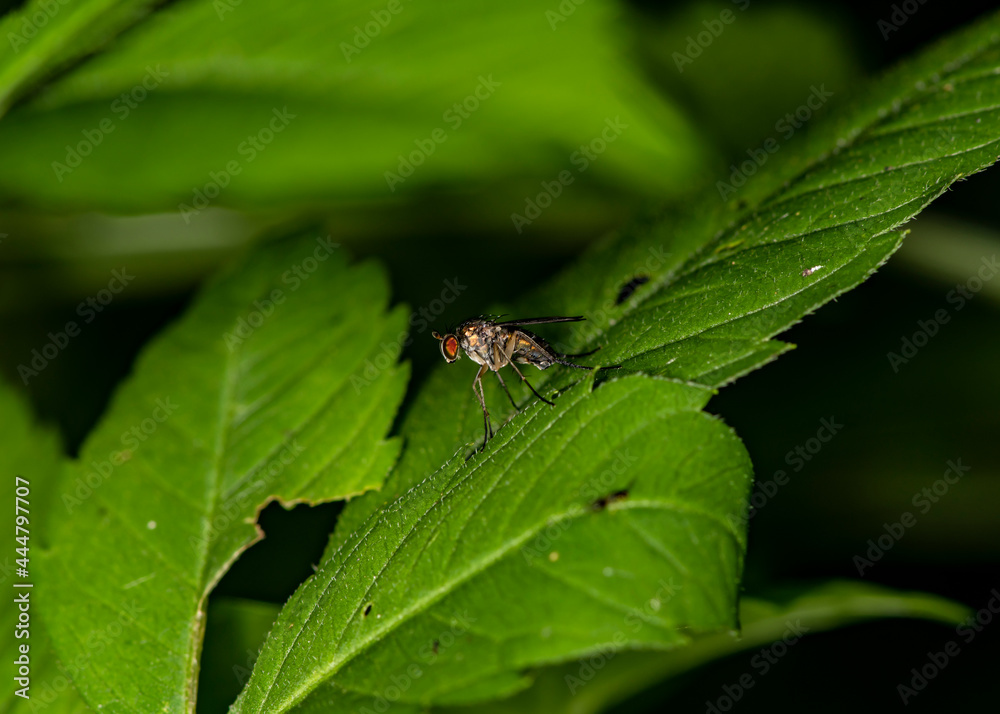 ladybug looking for nectar on a green leaf ladybug looking for nectar on a green leaf