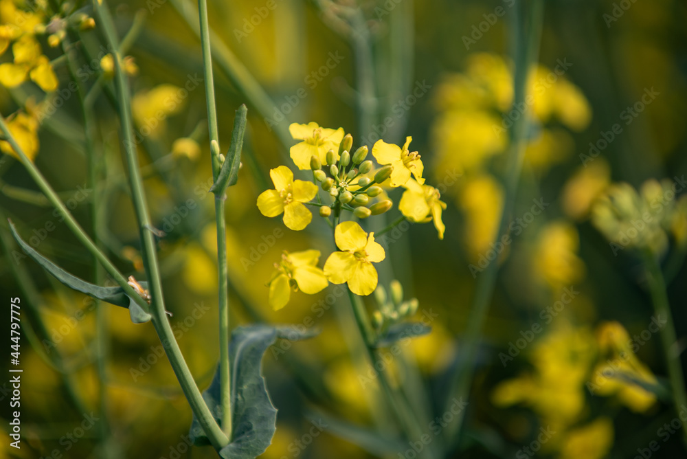 Obraz premium yellow flower in the morning. Blooming rapeseed. Rapeseed field. Field with yellow flowers