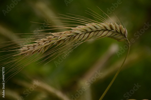 A spikelet of rye ripens in a green field under the open sky