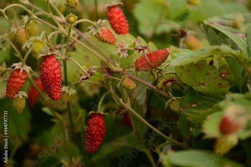 Red berries of strawberry with green leaves