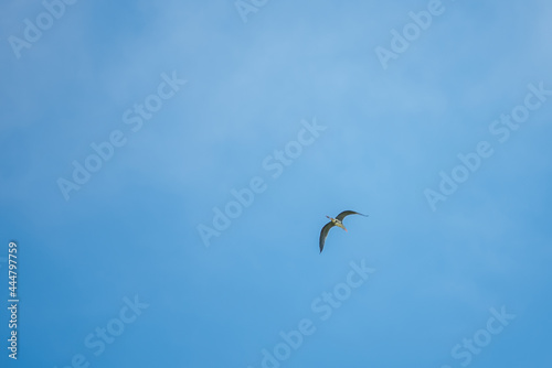 Bird in flight. A bird soaring in the blue sky. Flying stork