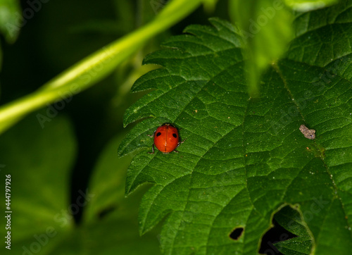 ladybug looking for nectar on a green leaf 