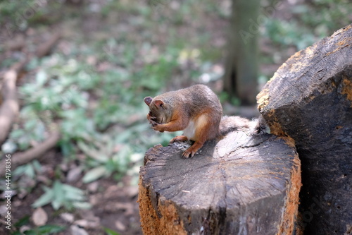 悩むリス　Distressed squirrel © 慎 安田