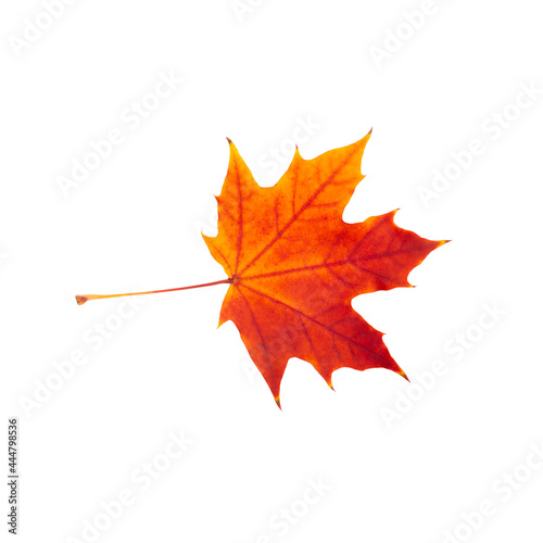 Red maple leaf on a white background. Beautiful autumn maple leaf for design.