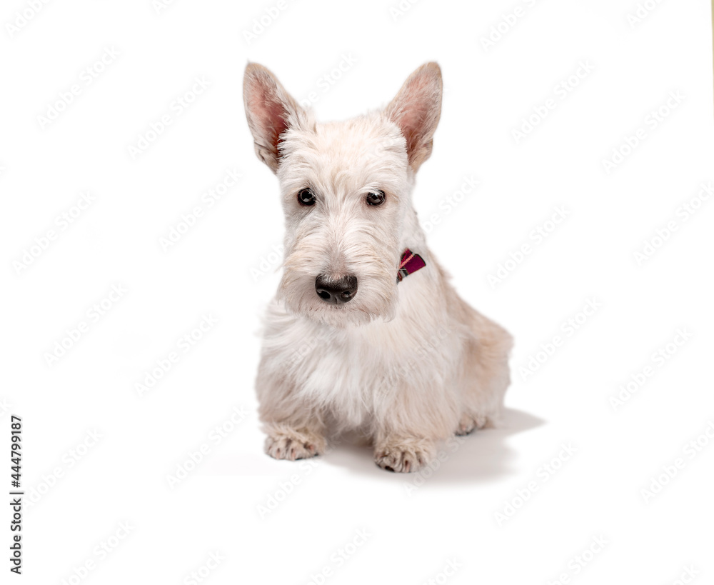white scottish terrier puppy on a light background