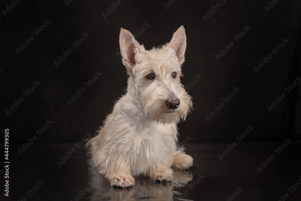 white scottish terrier puppy on a dark background white scottish terrier puppy on a dark background