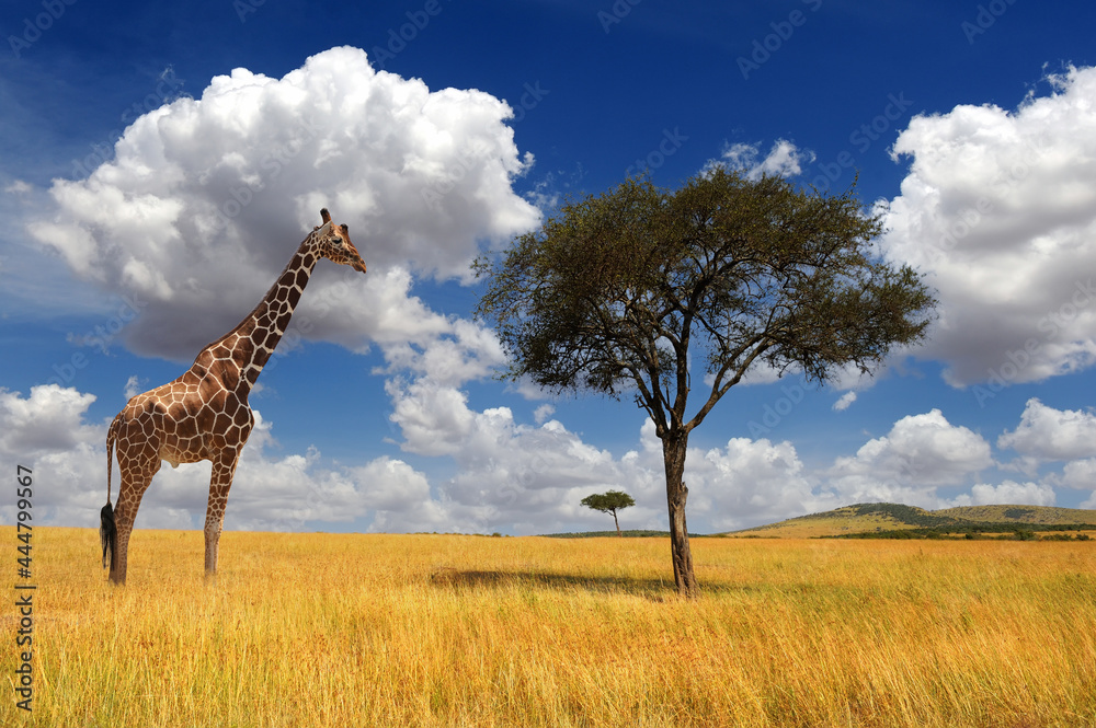 Obraz premium Beautiful landscape with nobody tree and giraffe