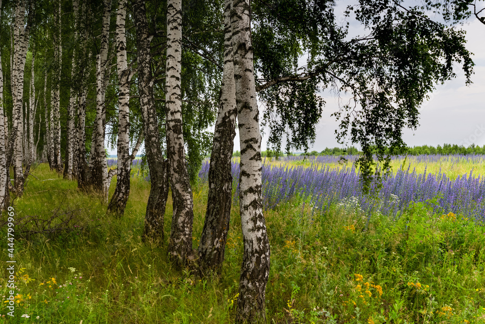 Obraz premium Birch Grove 