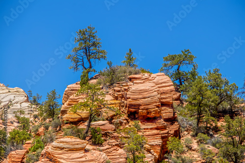 Layered cliffs of Zion National Park Utah USA- some orange and some white with pine trees under intensely blue sky.