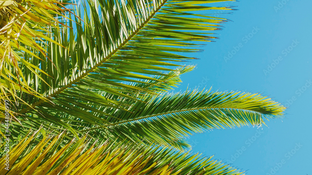 Obraz premium palm tree leaves