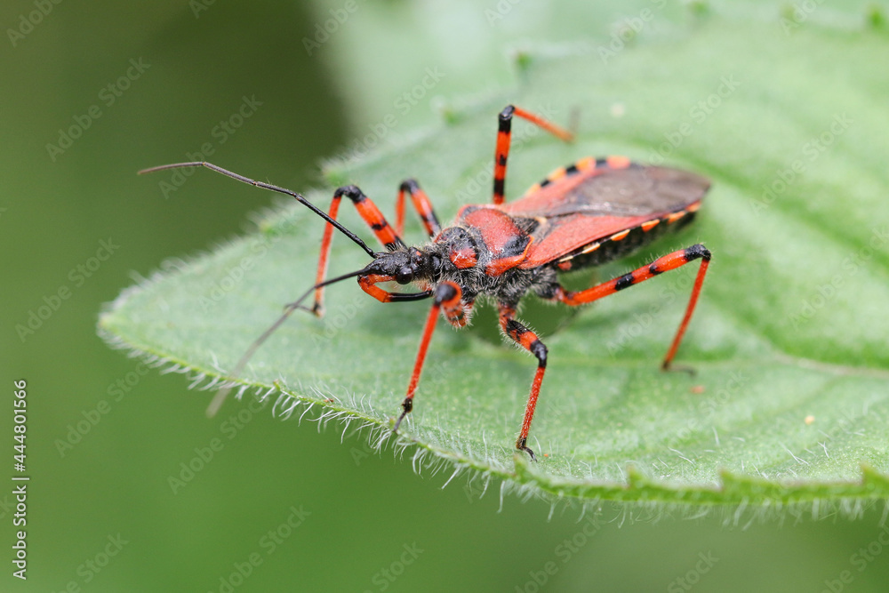 Fototapeta premium A magnificent specimen of assassin bug