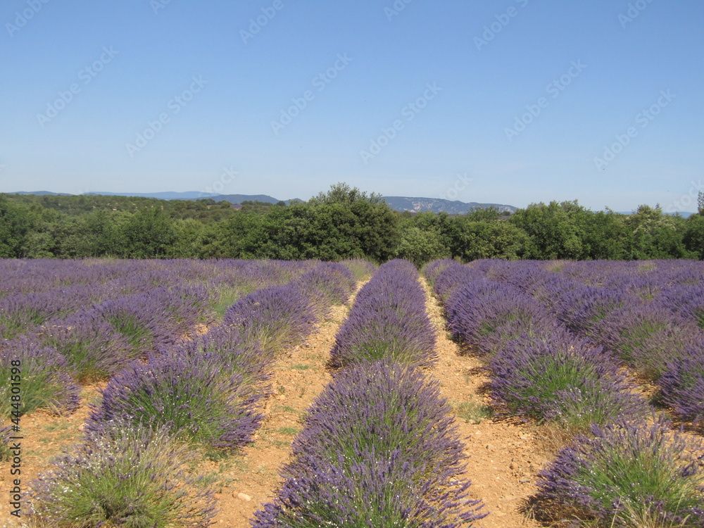 Fototapeta premium lavande