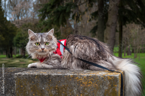 A close up portrait of the Siberian cat sitting on the stone railing.  Cat adjustable red harness and leash set for safe walking, jogging and any other outdoor adventure.