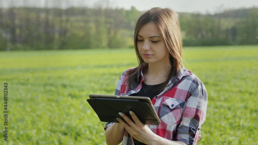 Close-up female modern farmer using digital tablet on wheat field. Checking plant growth progress on sunset Close-up female modern farmer using digital tablet on wheat field. Checking plant growth progress on sunset