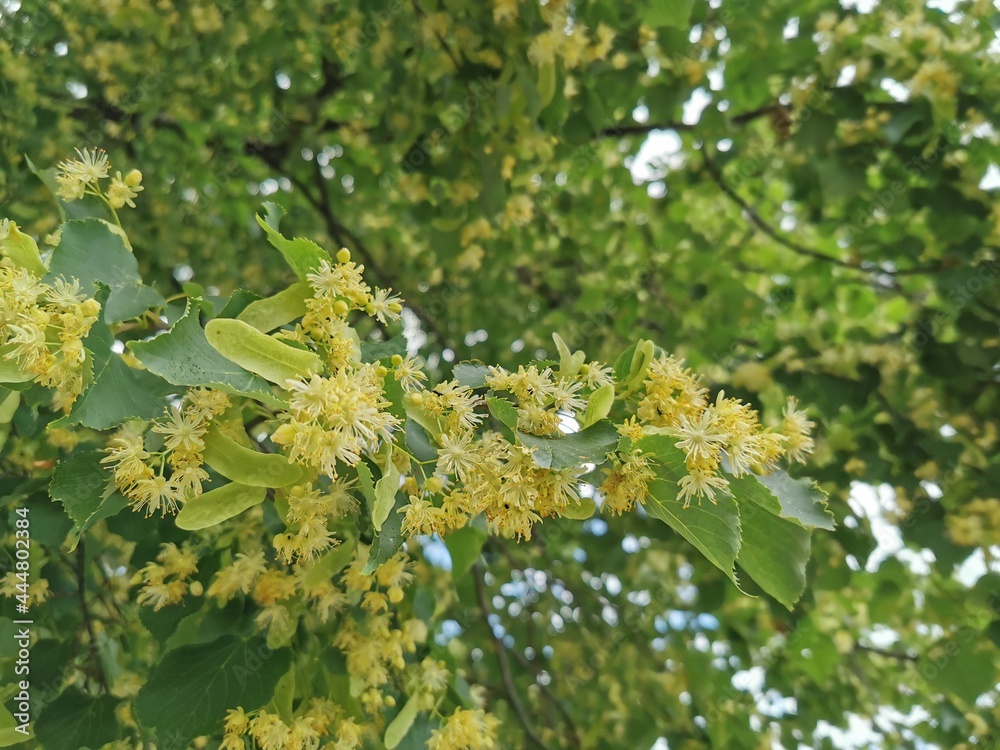 Lindenbaum in der Blüte, Lindenblüten im Juli, sammeln und trocknen für Lindenblütentee Lindenbaum in der Blüte, Lindenblüten im Juli, sammeln und trocknen für Lindenblütentee