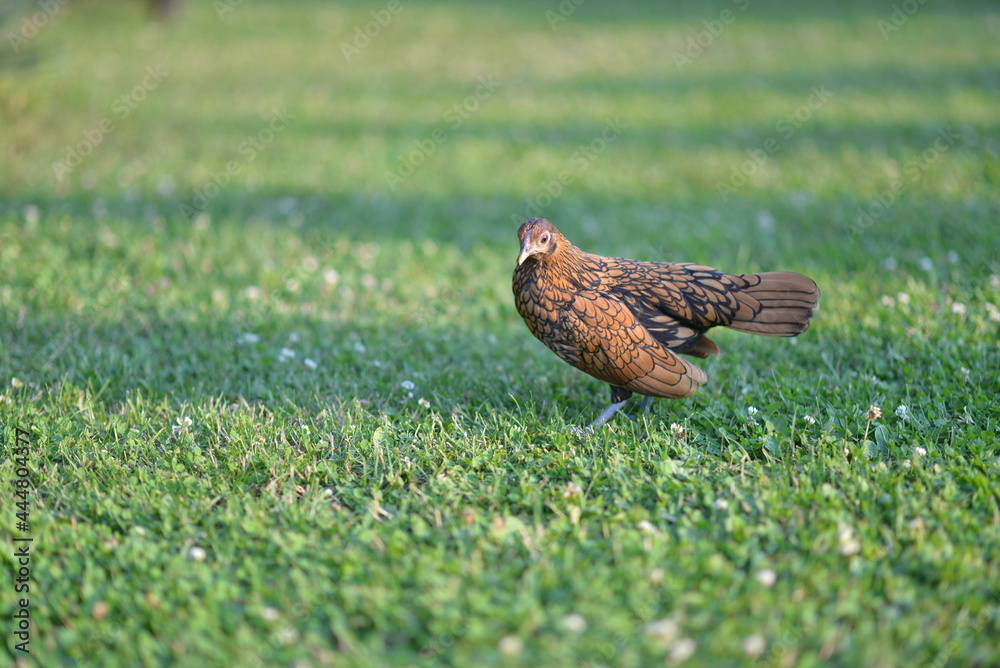 pheasant in the garden pheasant in the garden