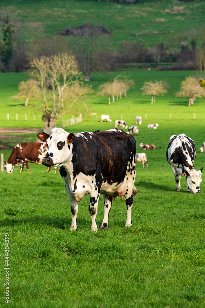 Animal ferme vache 537