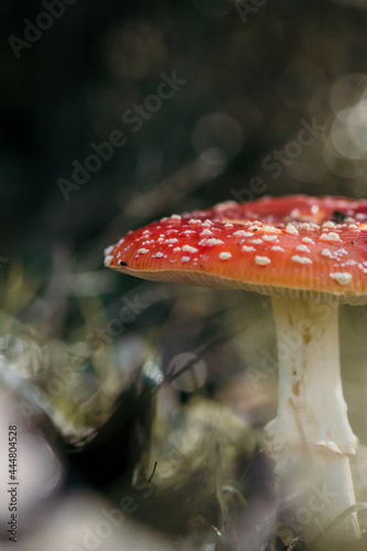 fly agaric  beautiful and poisonous mushroom