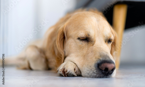 Golden retriever dog lying on the floor and sleeping. Closeup portrait of cute purebred pet doggy resting napping indoors