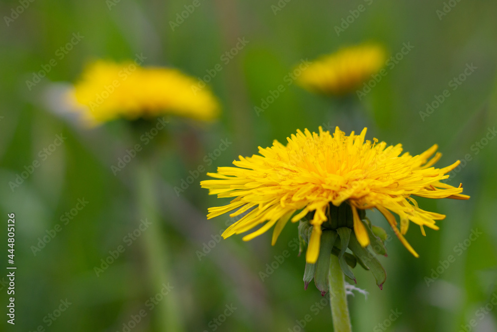 Close-up view of yellow blooming dandelion flower. Selective focus Close-up view of yellow blooming dandelion flower. Selective focus