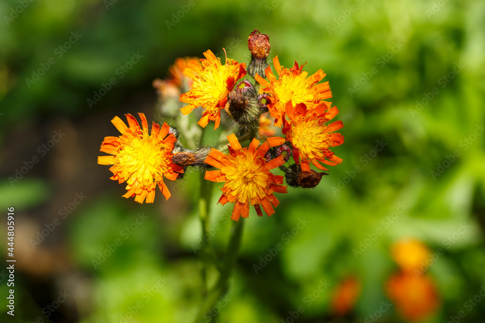Pilosella aurantiaca (Orangerotes Habichtskraut) Pilosella aurantiaca (Orangerotes Habichtskraut)