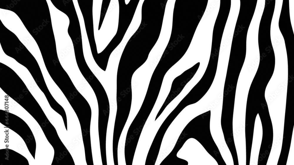Simple zebra print motion background. This black and white striped animal print background animation is full HD and a seamless loop.