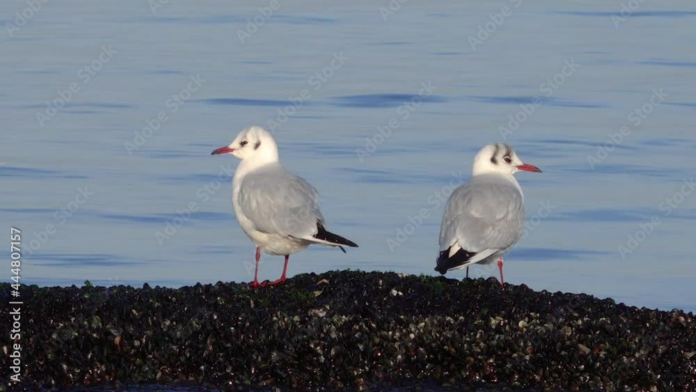 Common gull (Larus canus), See Percival Mew Gull, Black-headed gull. Birds of Ukraine