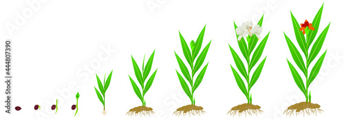 Cycle growth of hedychium coronarium ginger plant from seed on a white background.