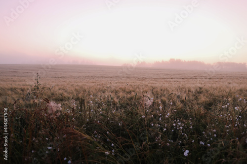 atmospheric scenic meadow field and summer landscape at sunrise 