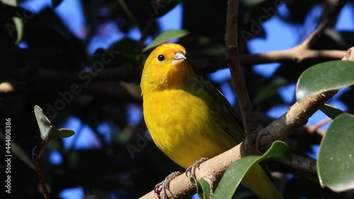 Close up de canário-da-terra na árvore.