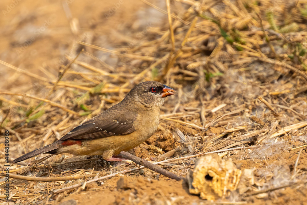 Red Avadavat in search of food Red Avadavat in search of food