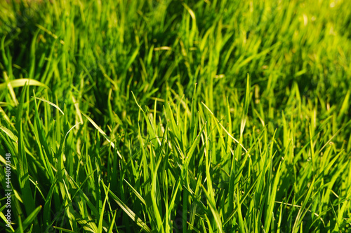 Unmown green spring grass in the rays of the sunset. Green natural background.