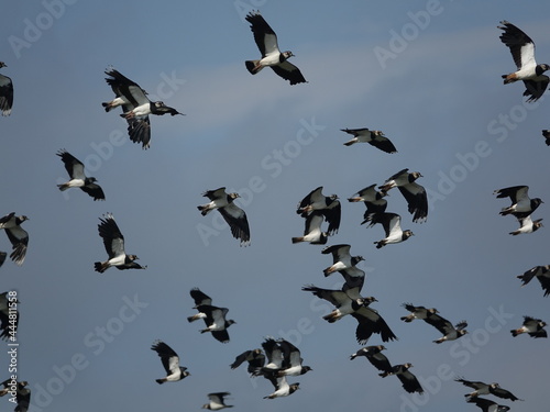 flock of lapwings (Vanellus vanellus) in flight © sundodger