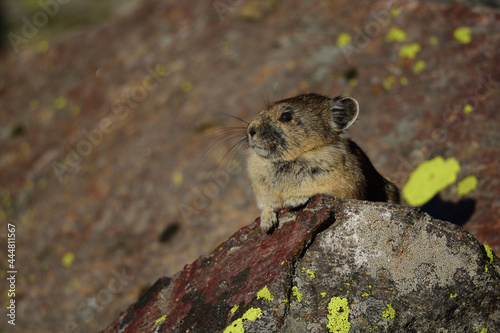 pika sentry