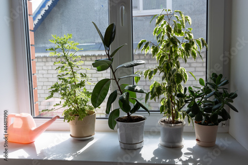 Fototapeta Naklejka Na Ścianę i Meble -  Home plants on the windowsill. Green corner and tropics in the house