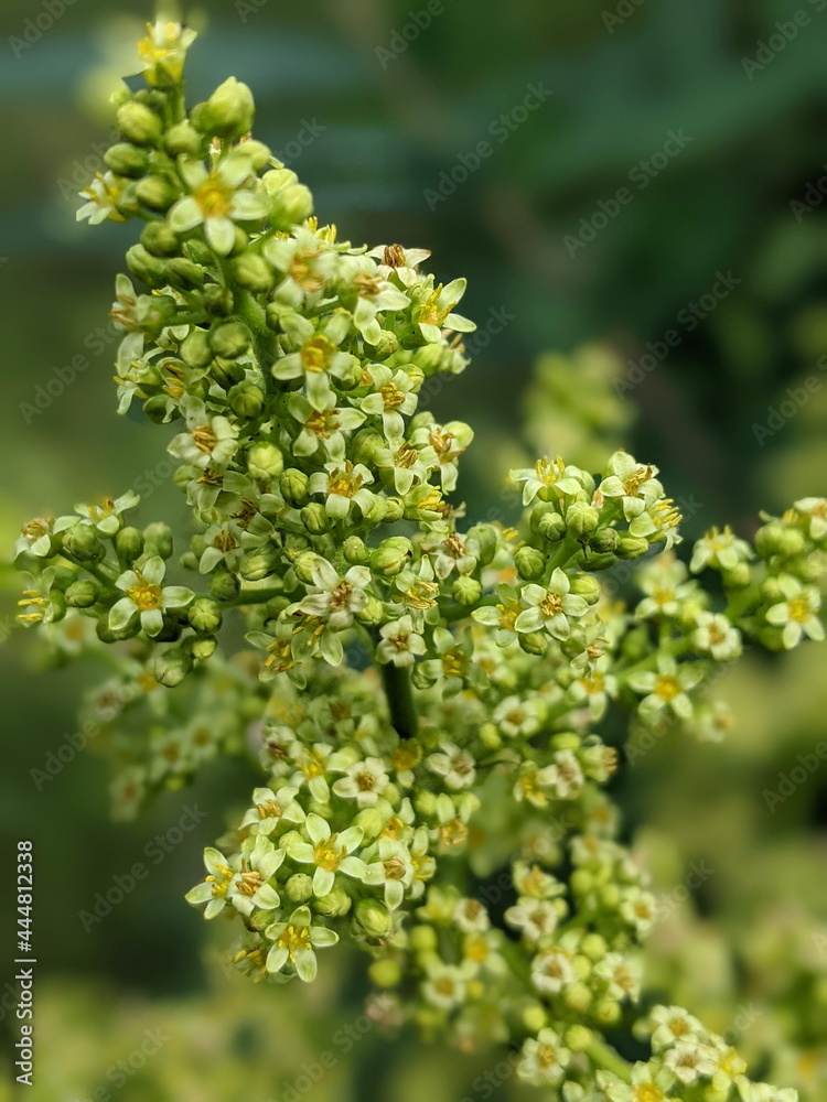 Flowering Smooth Sumac in the summer season Flowering Smooth Sumac in the summer season