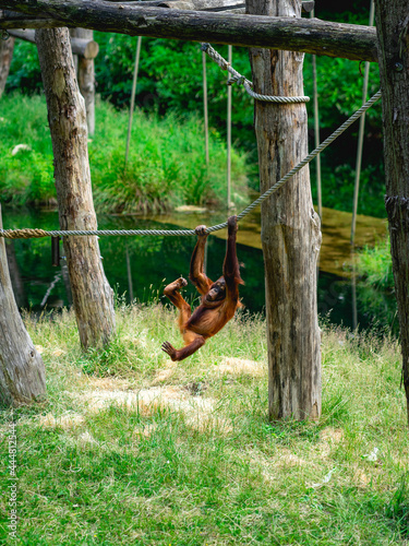 Monkeys at the monkey park De Apenheul The Netherlands. photo