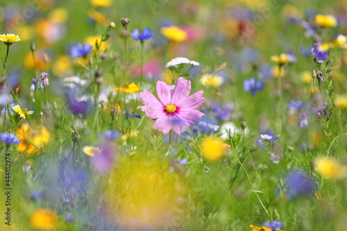 Bienenfreundliche Pflanzen mit bunten Blüten, Bienenweide mit Bienen, Hummeln