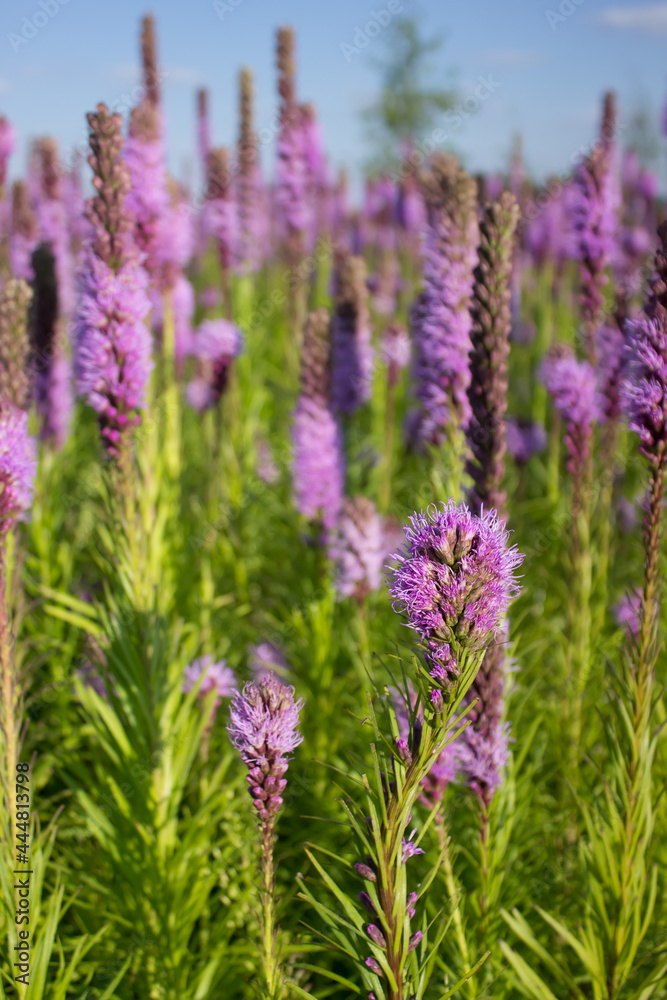 Purple liatris blazing star at sunset