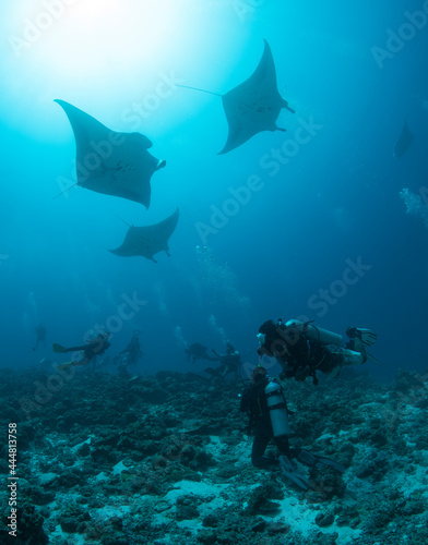 Fototapeta Manta ray
