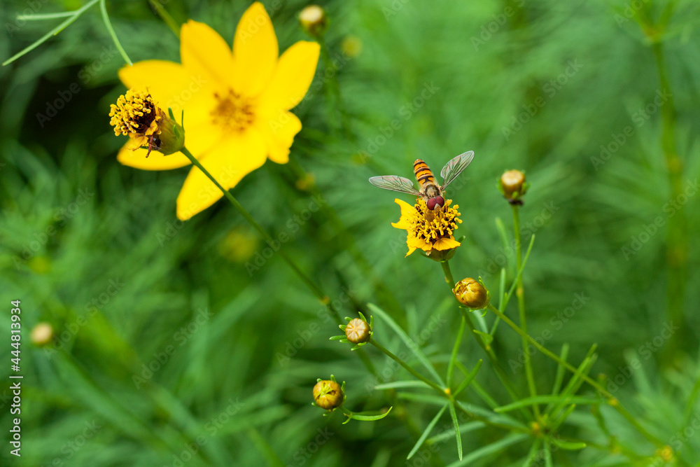 Insect on a yellow flower