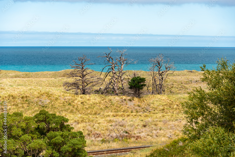 Three dead trees at the coast of the South Island of New Zealand