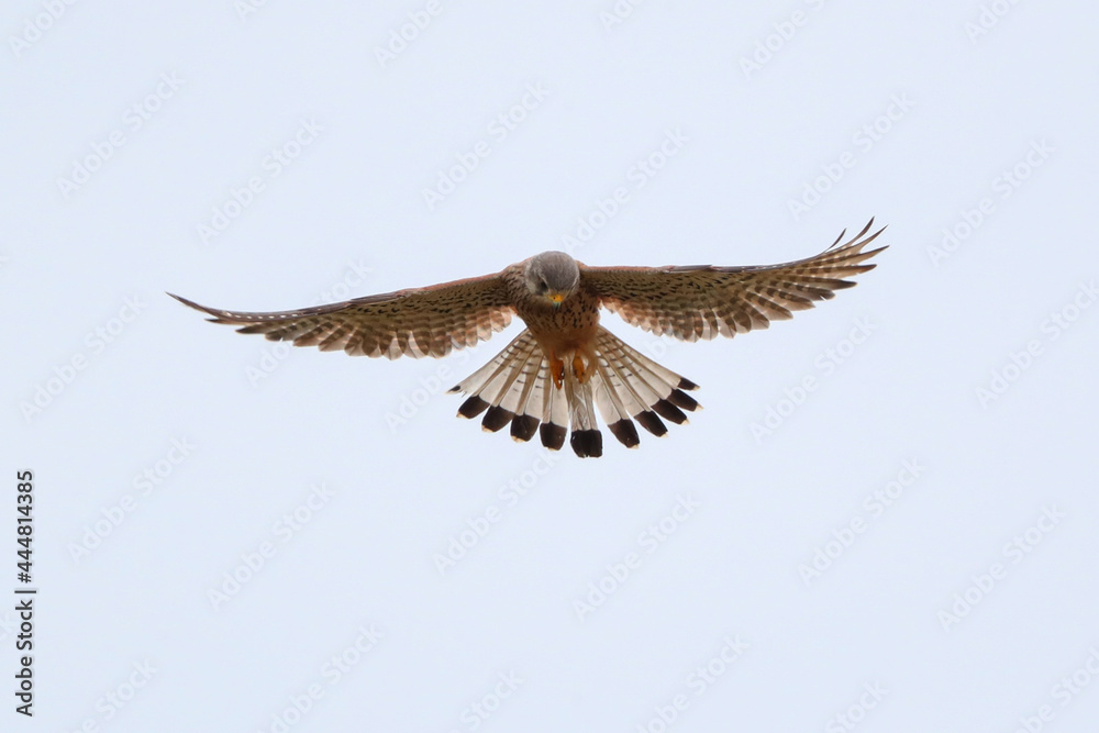 Fototapeta premium Fliegender Turmfalke