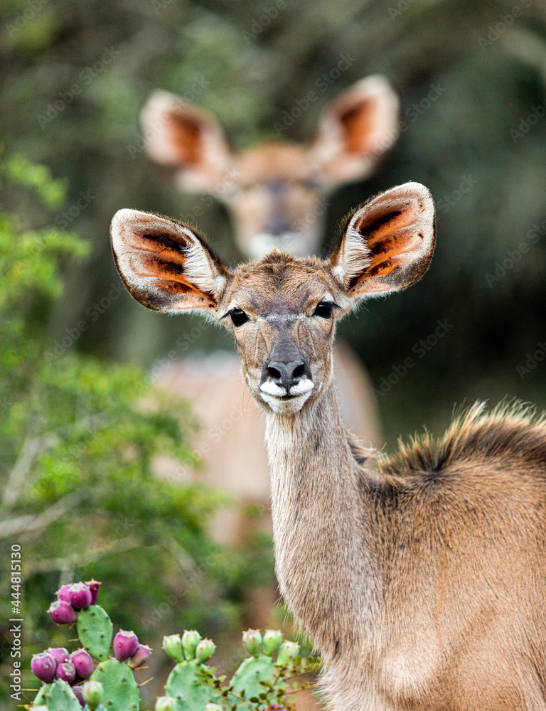 A female greater kudu photographed with second female in the distance, perfectly framed between the ears of the first in an hilarious photobomb.