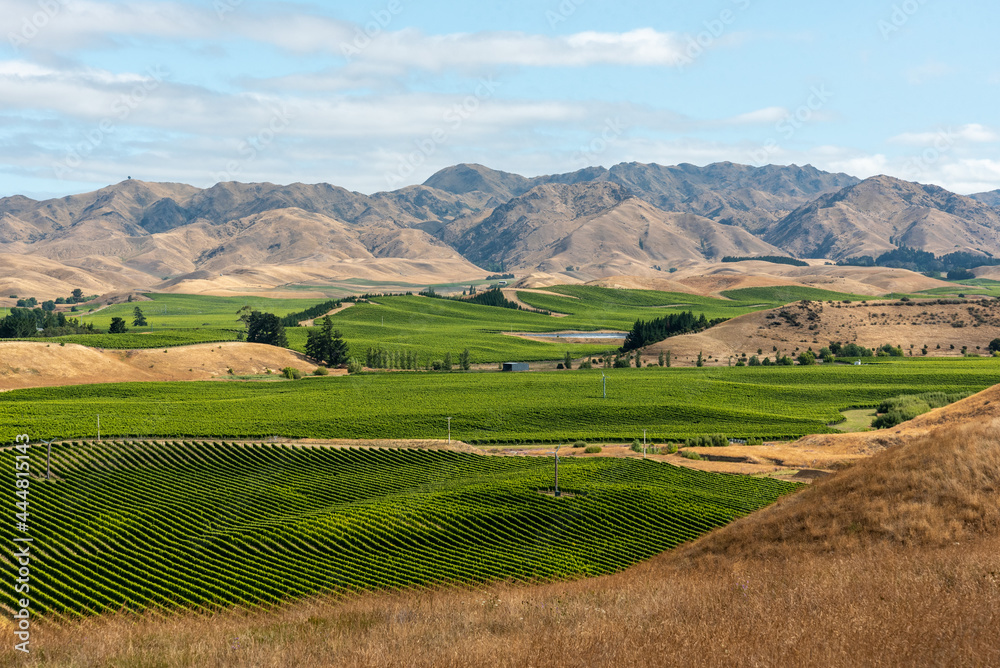 Famous vineyards of Marlborough Sounds, New Zealand