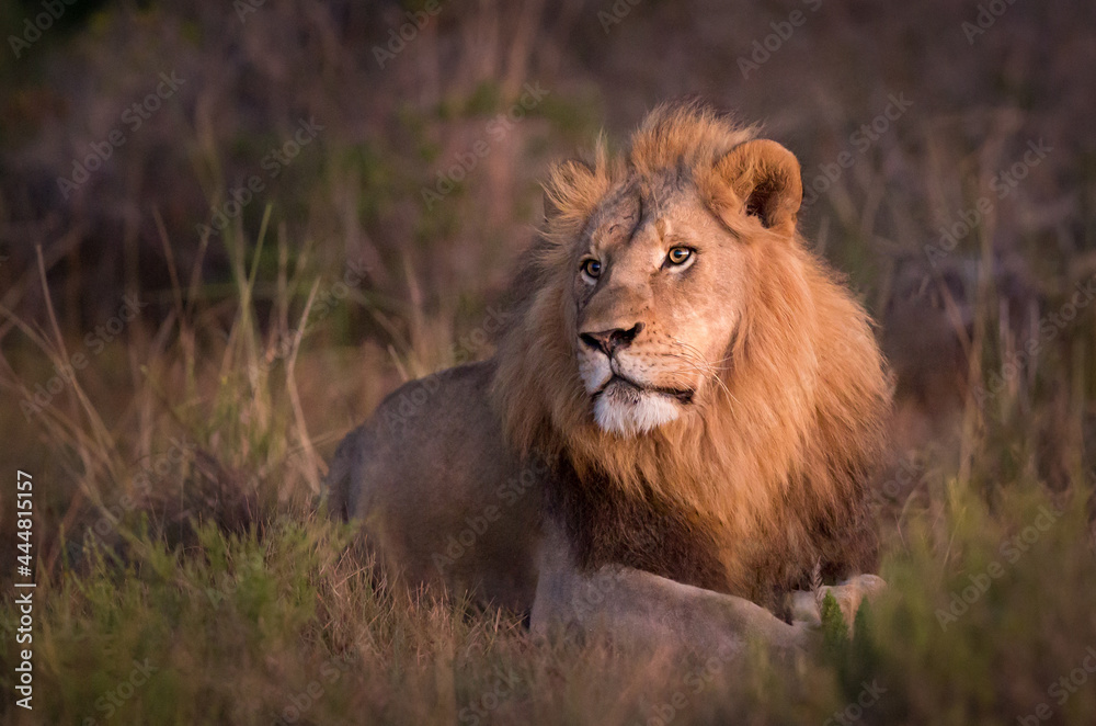 A magnificent male lion lying down in long grass in the late afternoon sun.
