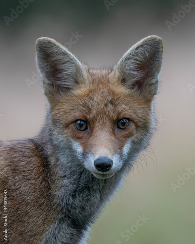 Portrait of a red fox (Vulpes vulpes) in natural environment on a blur background. Amsterdamse waterleiding duinen in the Netherlands.  © Albert Beukhof
